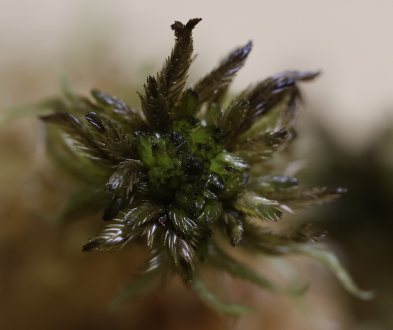Sphagnum lindbergii